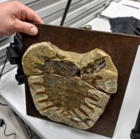 Sto let staré želvy ožívají v digitálním světě